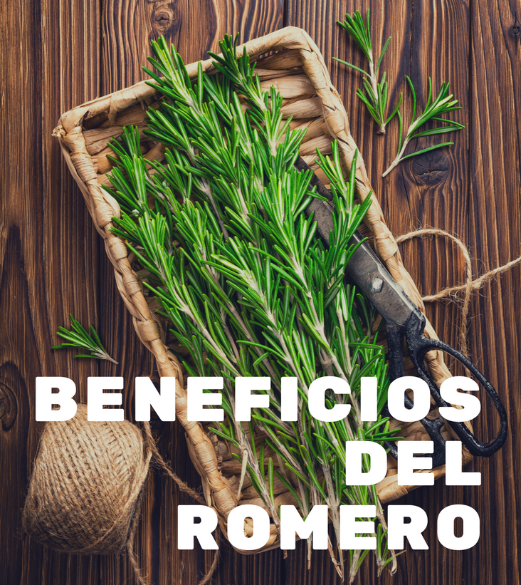 Infusi\u00f3n de romero \u00a1Beneficios y Propiedades! \u30102019\u3011