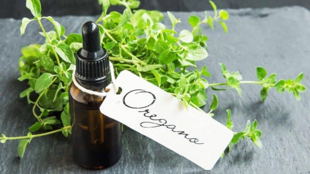Infusión de orégano ¡Beneficios y Propiedades! 【2019】 Infusión de orégano ¡Beneficios y Propiedades! 【2019】