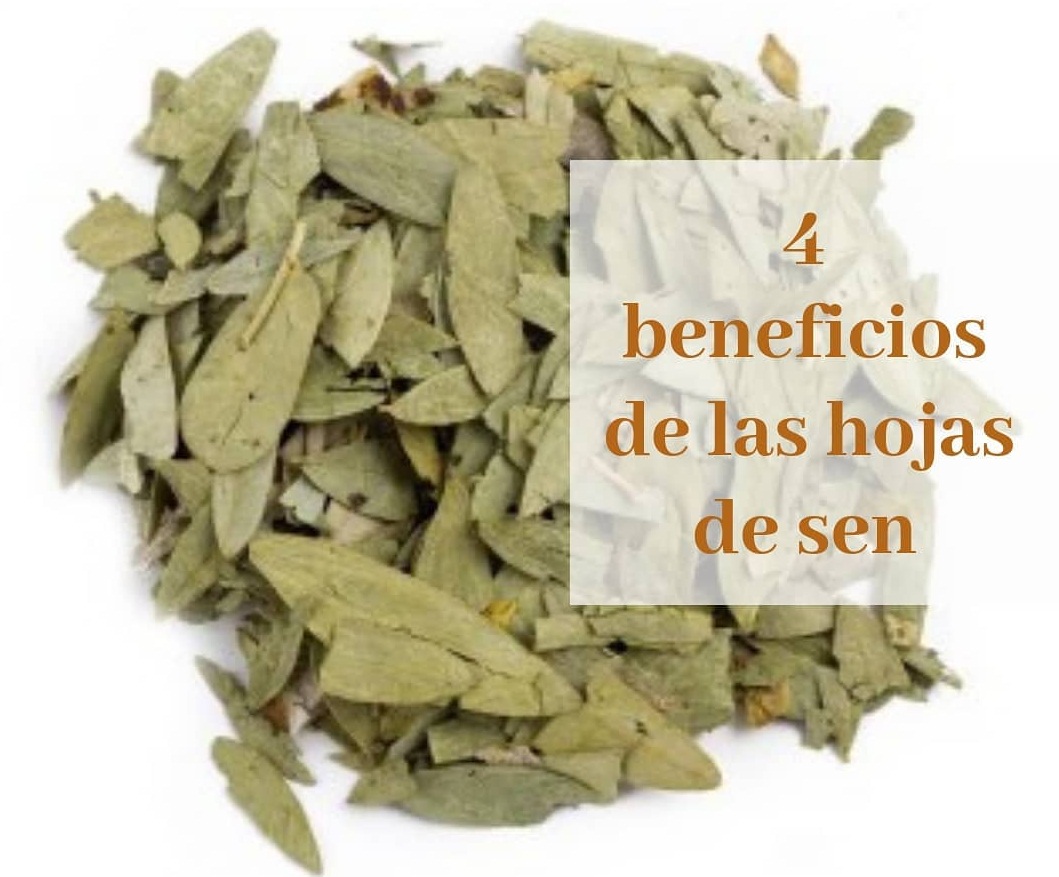 hojas de sen beneficios y contraindicaciones