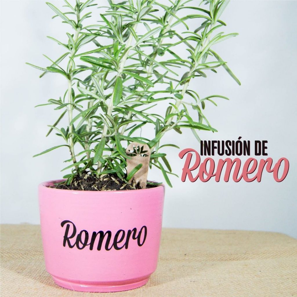 Infusi\u00f3n de romero \u00a1Beneficios y Propiedades! \u30102019\u3011