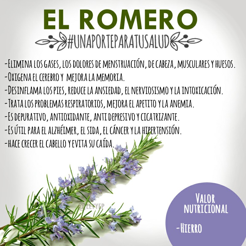 Infusi\u00f3n de romero \u00a1Beneficios y Propiedades! \u30102019\u3011