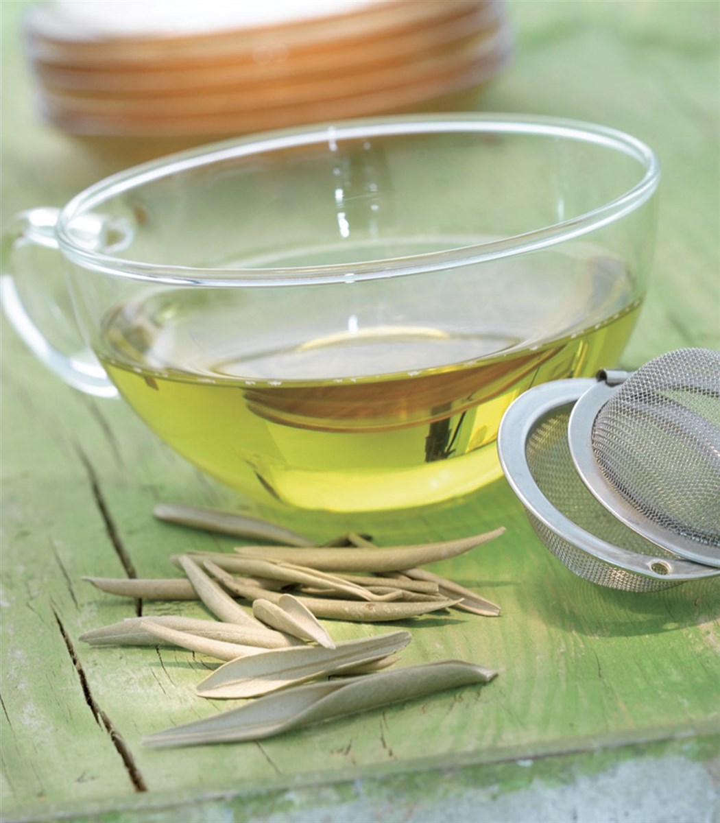 Infusión de hoja de olivo ¡Beneficios y Propiedades! 【2019】