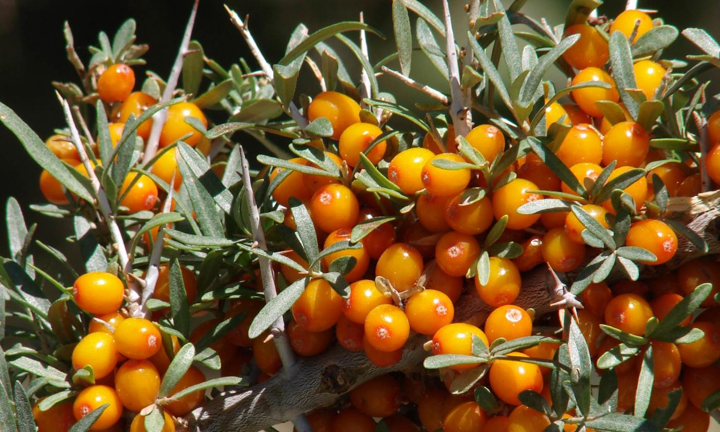 Infusión de espino amarillo ¡Beneficios y Propiedades! 【2019】