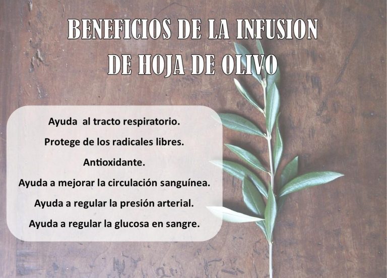 Infusión de hoja de olivo ¡Beneficios y Propiedades! 【2019】