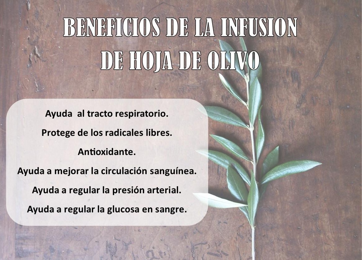 Infusión de hoja de olivo ¡Beneficios y Propiedades! 【2019】